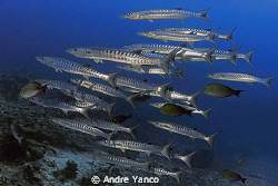 Barracudaaaaaaaa :)   Captured at Barracuda Point in Sipa... by Andre Yanco 